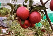 Amore Mountain Agro Farm