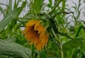 Peacock Organic Agro Farm
