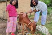 Kuwarji’s Organic Agro Farm, Pauri Garhwal