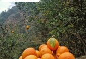 Kuwarji’s Organic Agro Farm, Pauri Garhwal